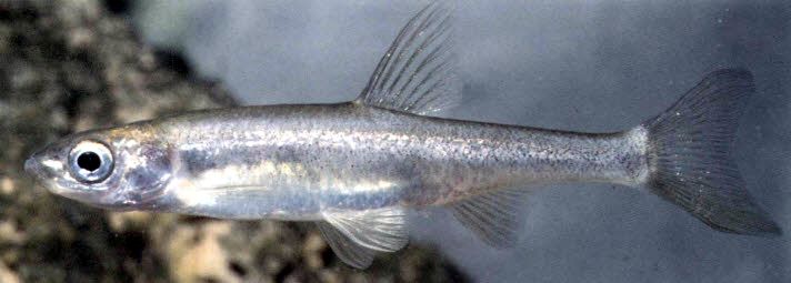 Anaecypris hispanica_04.jpg